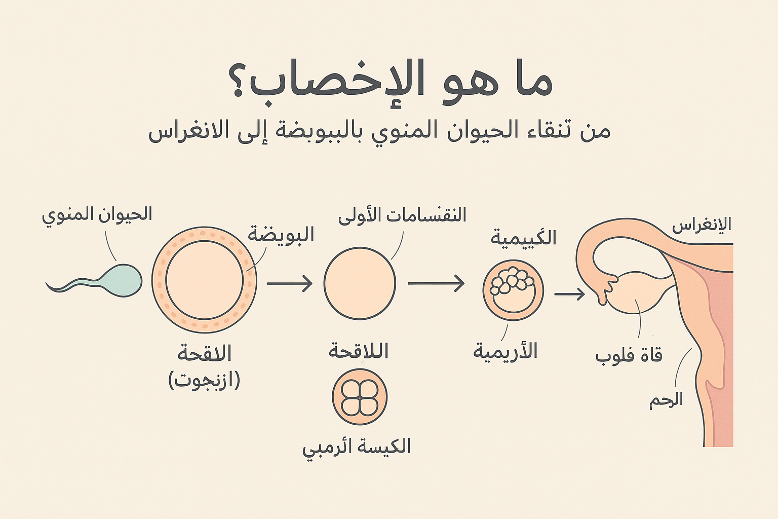 ما هو الإخصاب؟ المعنى العلمي وخطوات حدوثه