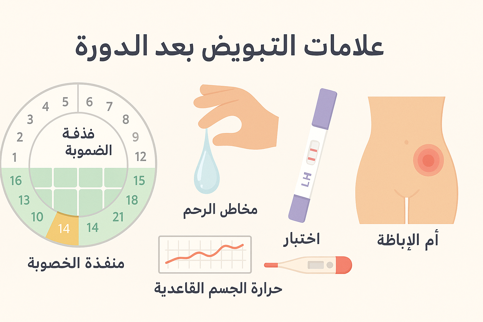 علامات التبويض بعد الدورة